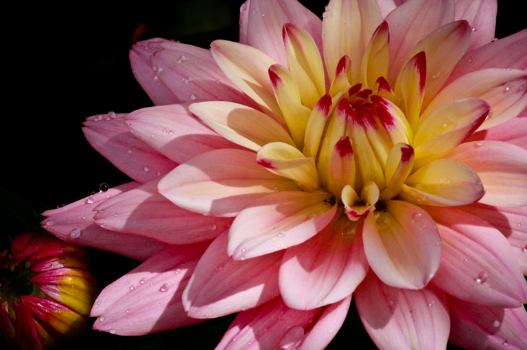 Pink dahlia with bud (1 of 1)